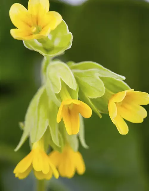 Ecte Schlüsselblume