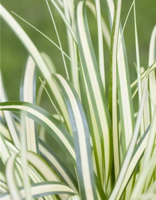 Carex oshimensis 'Evergold'