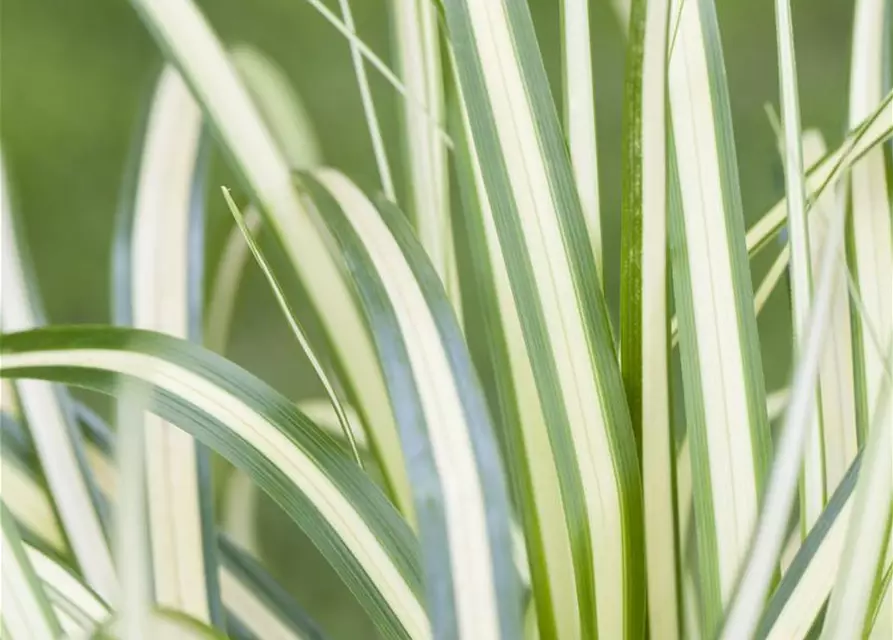 Carex oshimensis 'Evergold'
