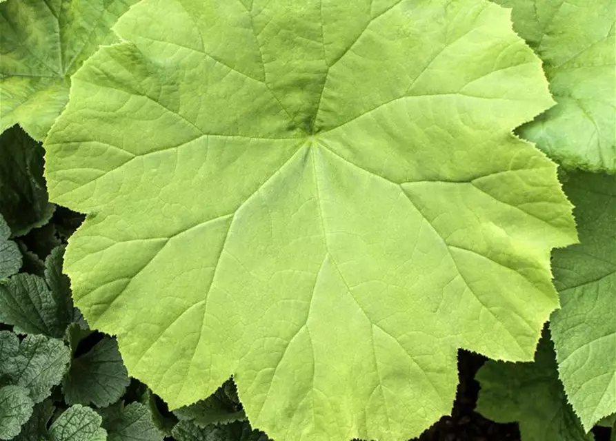 Astilboides tabularis