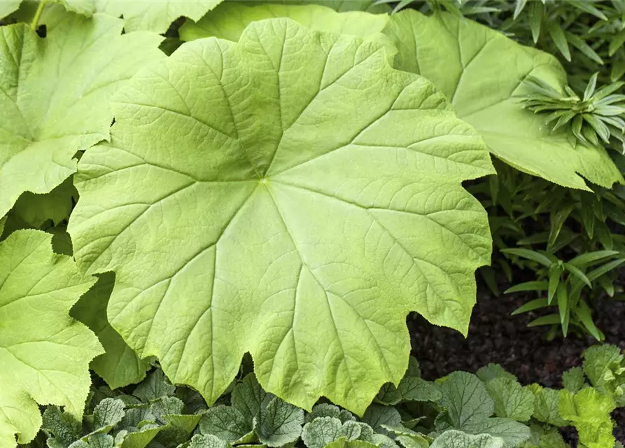 Astilboides tabularis
