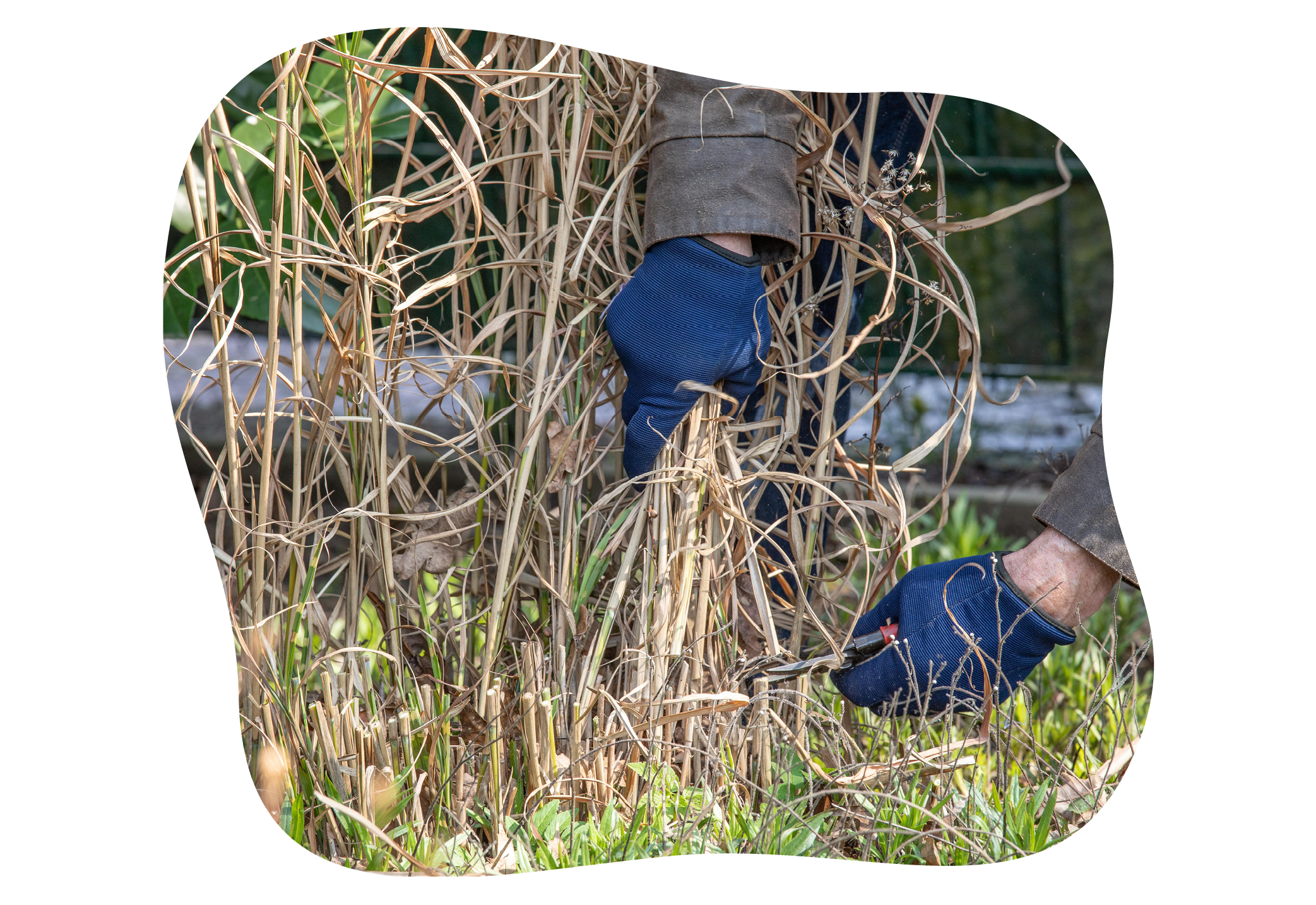 gräser-rückschnitt-im-gartencenter-kiefl-in-gauting-bei-muenchen-1.png