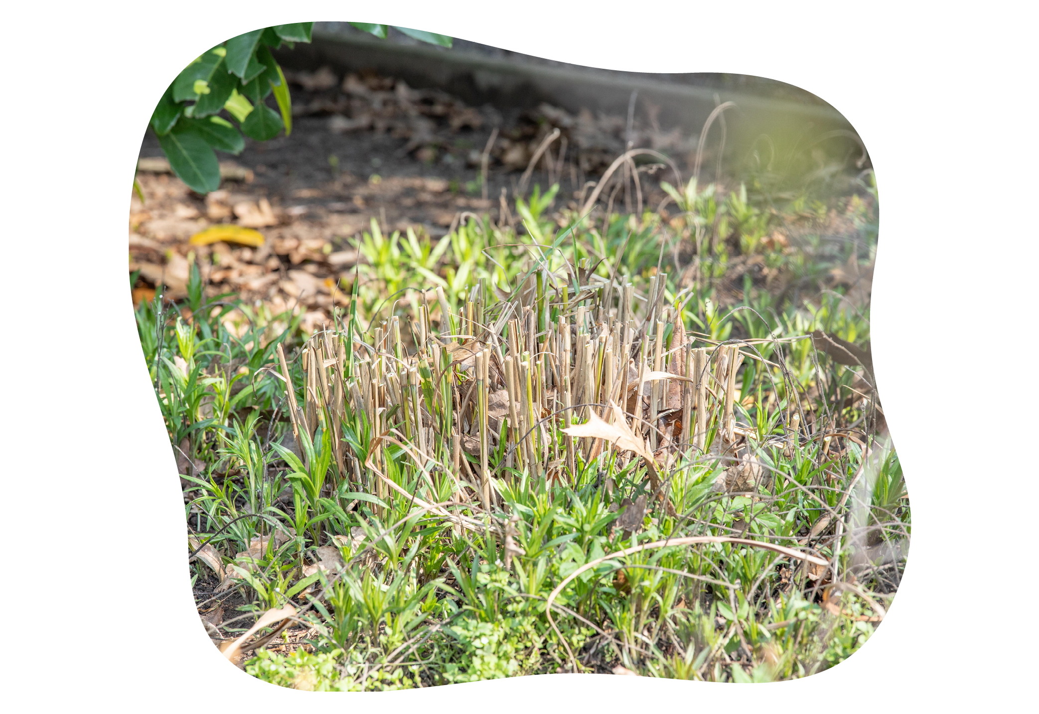 gräser-rückschnitt-im-gartencenter-kiefl-in-gauting-bei-muenchen-2.png