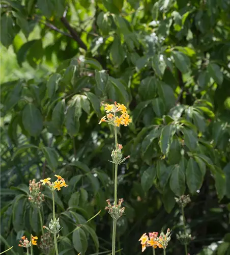 Bulleys Etagen-Schlüsselblume