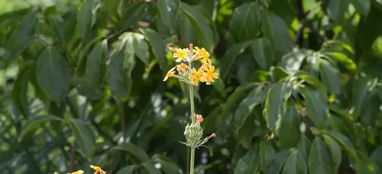 Bulleys Etagen-Schlüsselblume