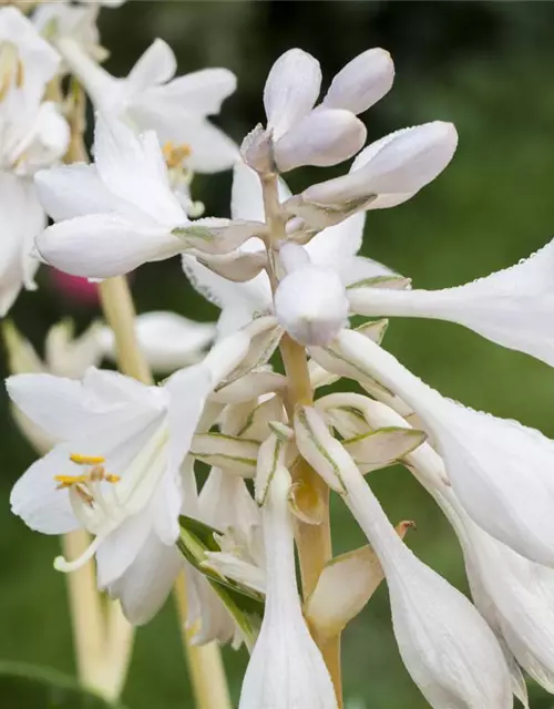 Blaugraue Garten-Funkie 'Great Expectations'