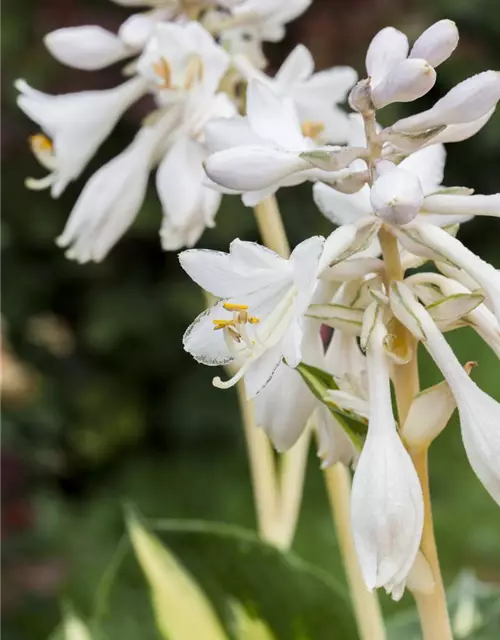 Blaugraue Garten-Funkie 'Great Expectations'