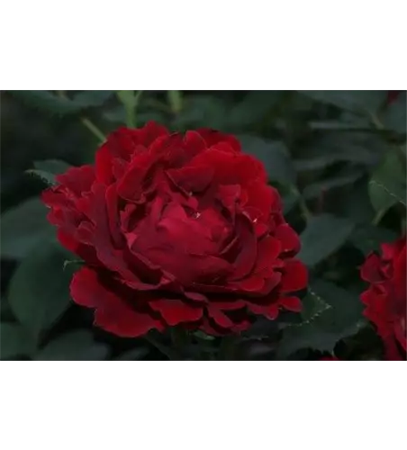 Beetrose 'Heinz Winkler'® Beetrose 'Heinz Winkler'®