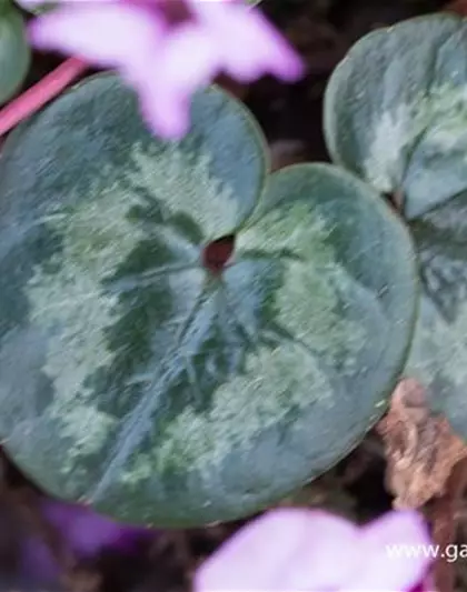 Cyclamen coum 'Cyberia Dark Rose'