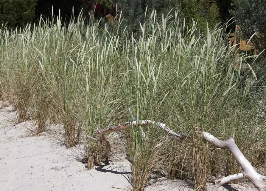 Amerikanischer Strandhafer