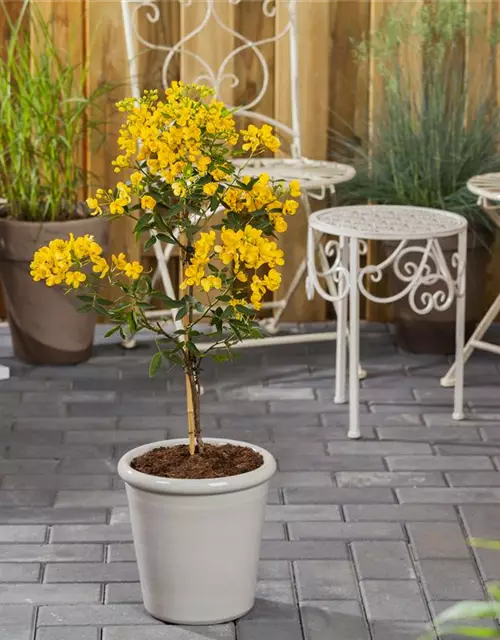 Cassia marliandica