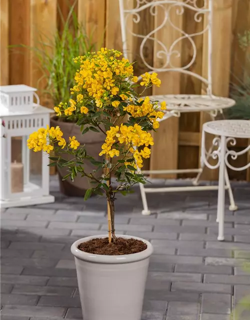 Cassia marliandica