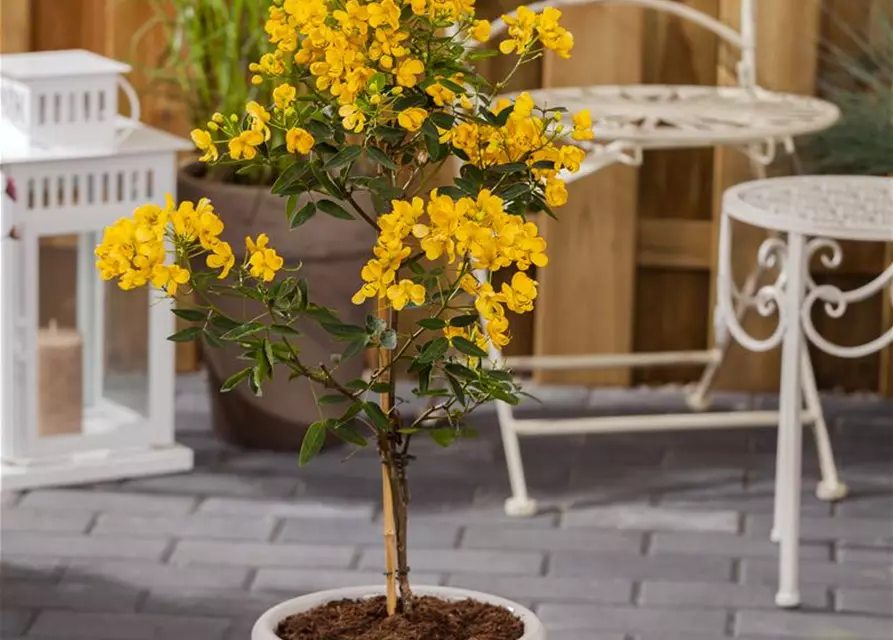 Cassia marliandica