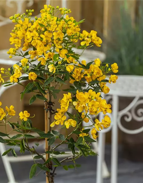 Cassia marliandica