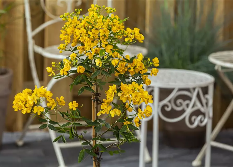 Cassia marliandica