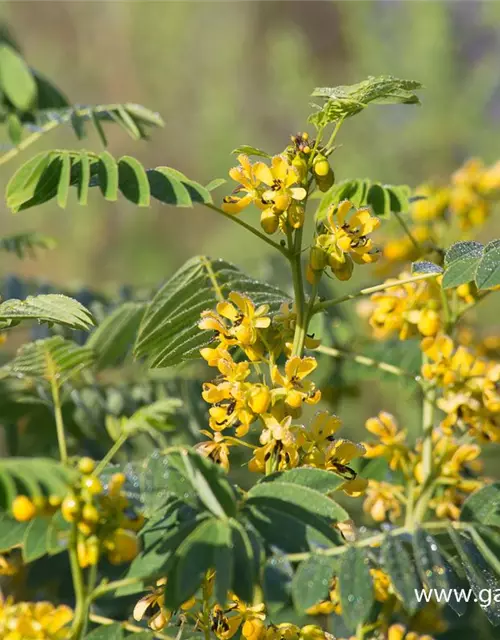 Cassia marliandica