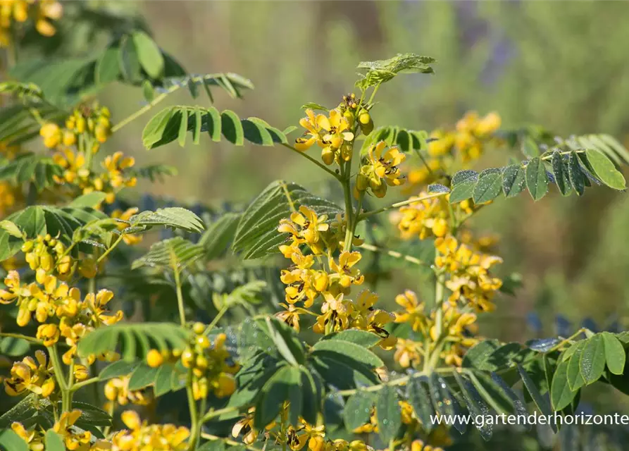 Cassia marliandica