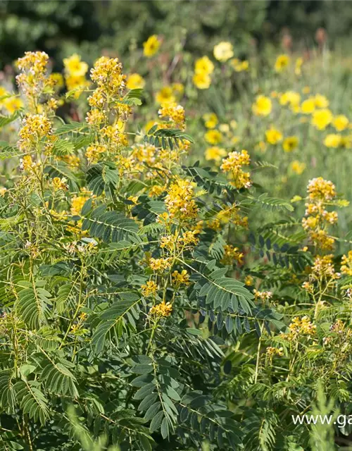 Cassia marliandica