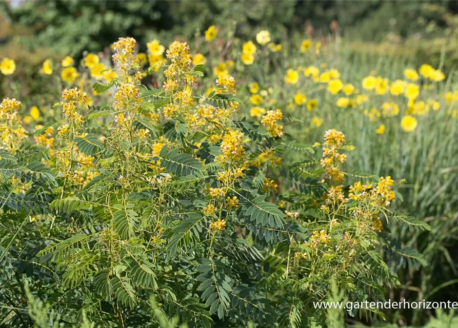 Cassia marliandica