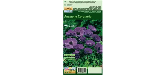 Garten-Anemone 'De Caen Mr. Fokker'