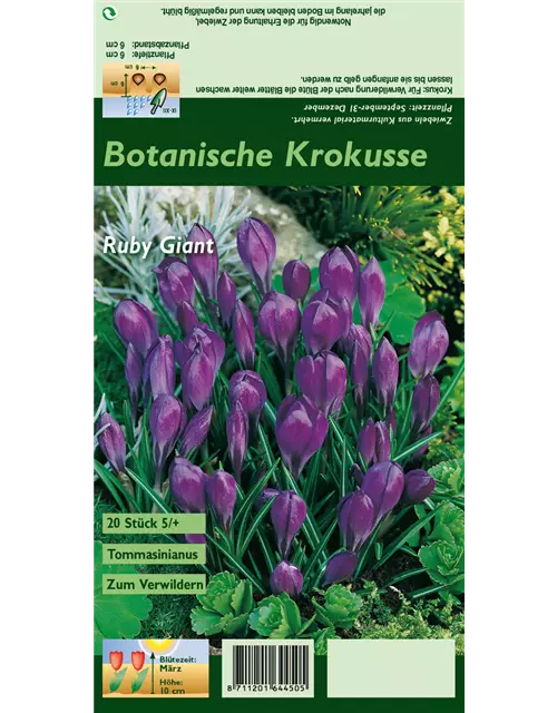 Elfen-Krokus 'Ruby Giant'