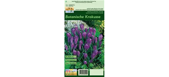 Elfen-Krokus 'Ruby Giant'