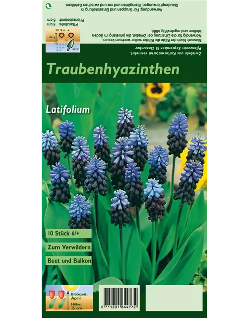 Breitblättrige Traubenhyazinthe