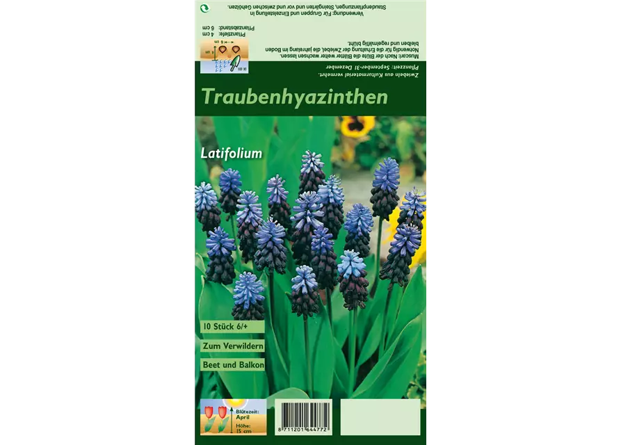 Breitblättrige Traubenhyazinthe