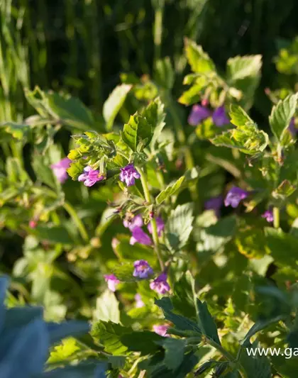 Calamintha grandiflora