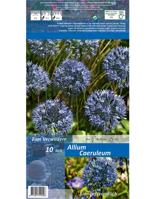 Blaublühender Lauch