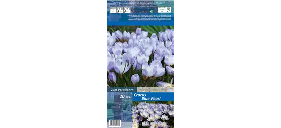 Kleiner Garten-Krokus 'Blue Pearl'
