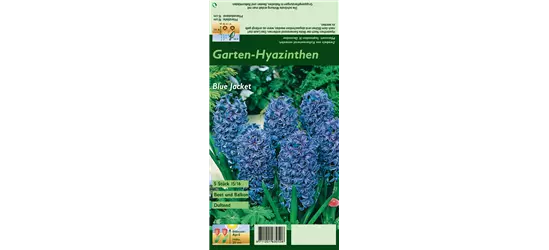 Hyazinthe 'Blue Jacket'