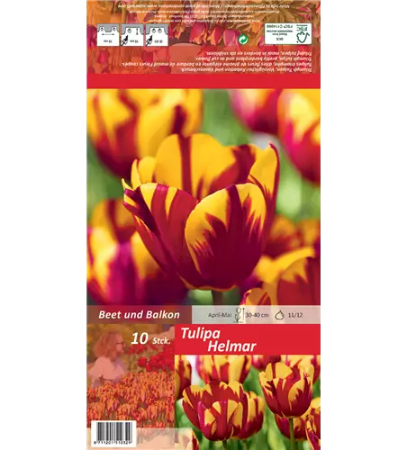 Einfache Tulpe 'Helmar'