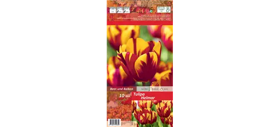 Einfache Tulpe 'Helmar'