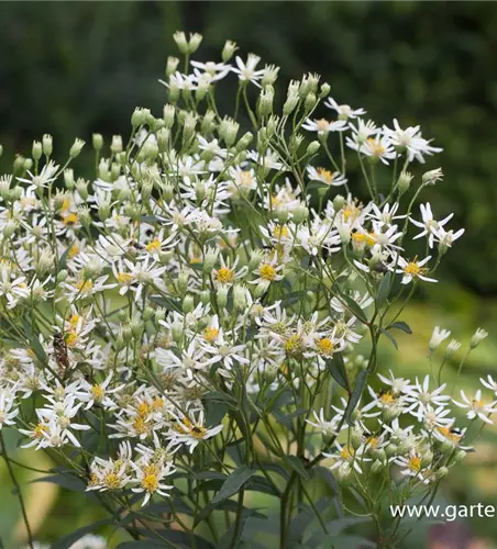 Doldige Garten-Aster 'Weißer Schirm'