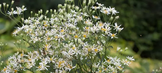 Doldige Garten-Aster 'Weißer Schirm'