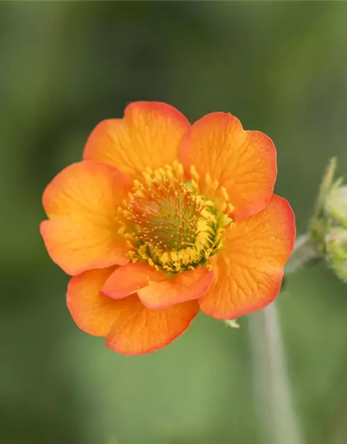 Chilenische Nelkenwurz 'Totally Tangerine'