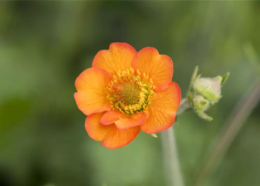 Chilenische Nelkenwurz 'Totally Tangerine'