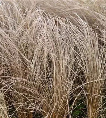 Carex comans 'Bronze'