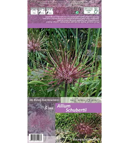 Schuberts Zier-Lauch