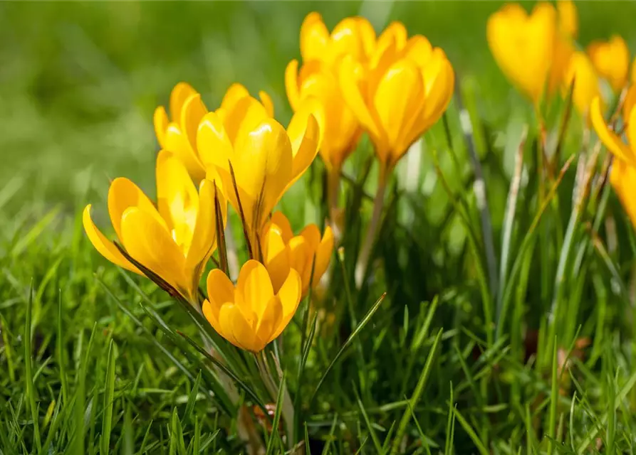Botanische Krokusse