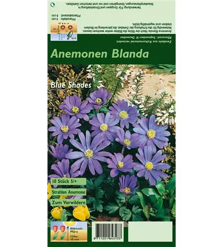 Garten-Strahlen-Windröschen 'Blue Shades'