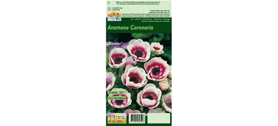 Kronen-Anemone 'De Caen Bicolor'