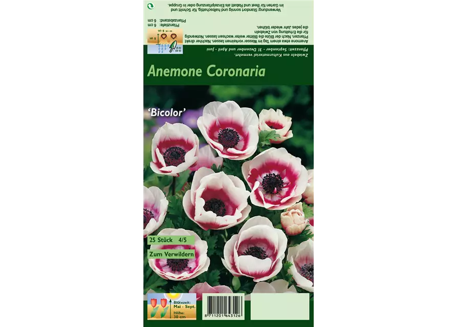Kronen-Anemone 'De Caen Bicolor'