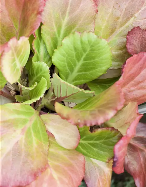 Bergenia cordifolia 'Abendglut'