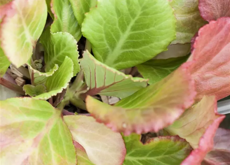 Bergenia cordifolia 'Abendglut'