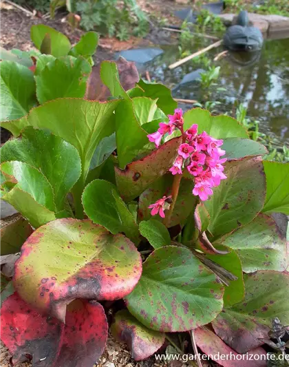 Bergenia cordifolia