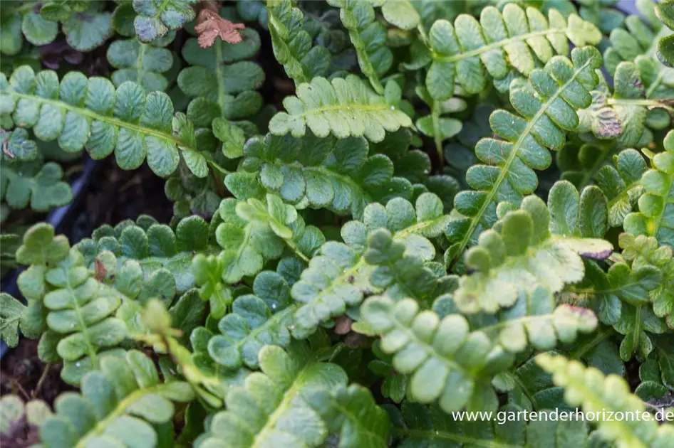 wohnzimmer kaktus Euphorbia erytrea - Wolfsmilchkaktus Ø:19 H:70 cm