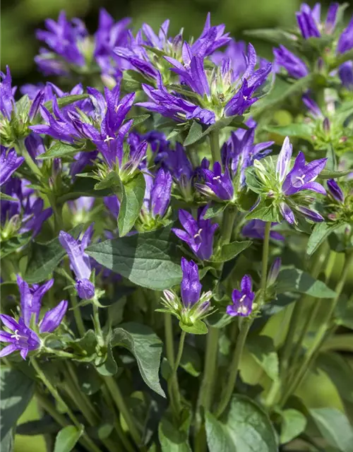 Campanula glomerata 'Dahurica', gen.