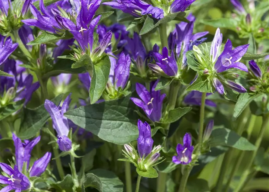 Campanula glomerata 'Dahurica', gen.